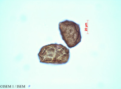 ISEM 1/Asplenium_cuspidatum_82197/Asplenium_cuspidatum_82197_0001(copy)_thumb.jpg